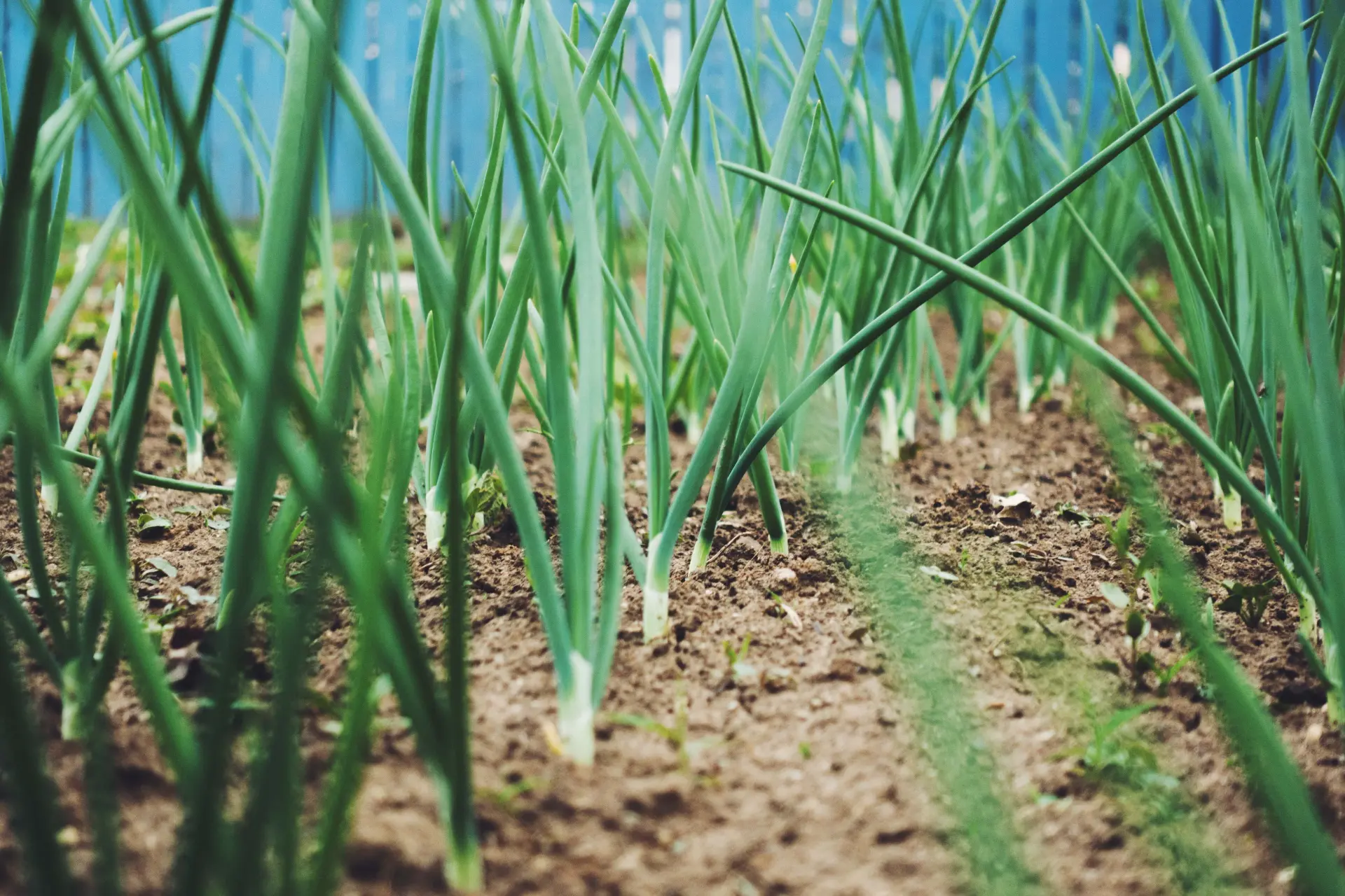 Green Onion Production Availability